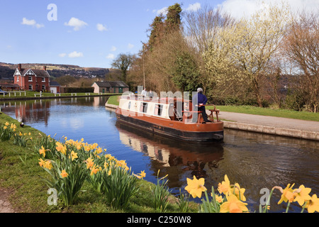 Narrowboat navigating the Llangollen canal with daffodils in spring. Froncysyllte, Wrexham, North Wales, UK, Great Britain Stock Photo