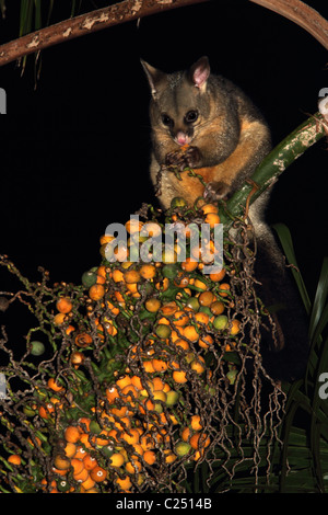 Common Brushtail possum feeding on palm fruit Stock Photo