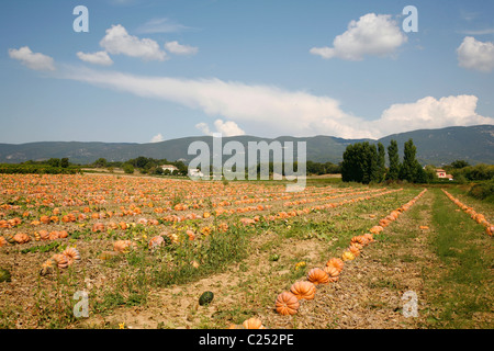 Pumpkin field in the Luberon Hills area near Ansouis, Vaucluse, Provence, France. Stock Photo