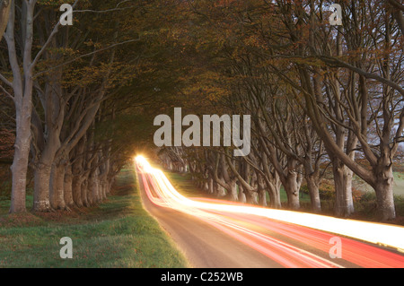 A beautiful avenue, lined with ancient Beech trees at dusk. The lights of passing cars are streaked by the long exposure. Wimborne, Dorset, England. Stock Photo
