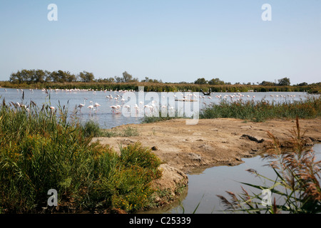 Flamingos in shallow lakes, Camargue, Provence, France. Stock Photo