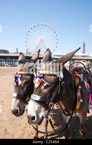 Donkeys on the sand at Blackpool Beach in Lancashire, England, UK Stock Photo