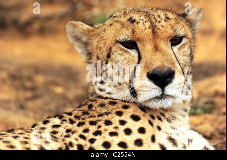 Cat Africa Cheetah eyes looking Namibia caught tame wild pet large strong fast speed Stock Photo