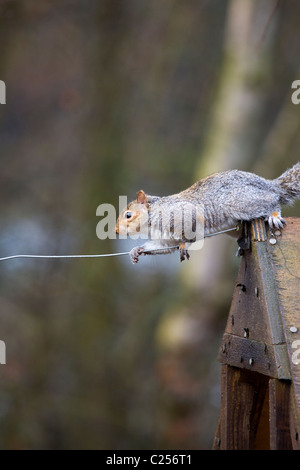 Squirrel at Paxton Pits Nature Reserve Stock Photo