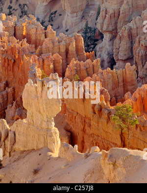 View of Bryce Canyon hoodoos from canyon rim, Bryce Canyon National Park Utah USA Stock Photo