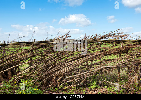 Traditional laid hedgerow in the English countryside Stock Photo