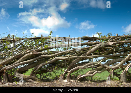 Traditional laid hedgerow in the English countryside Stock Photo