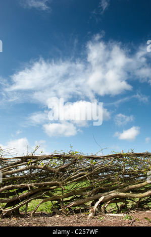 Traditional laid hedgerow in the English countryside Stock Photo