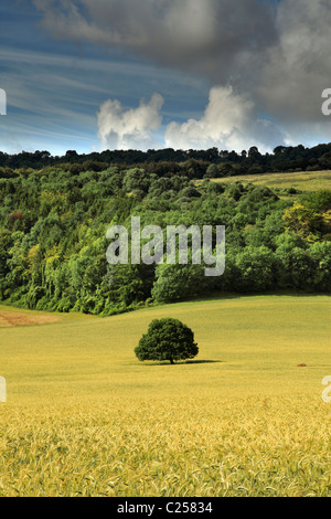 Lone Oak tree in Barley Field, Stead Combe, Cocking, West Sussex, UK Stock Photo