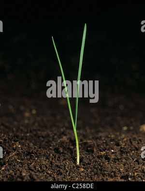 Timothy (Phleum pratense) seedling grass weed with two leaves Stock Photo