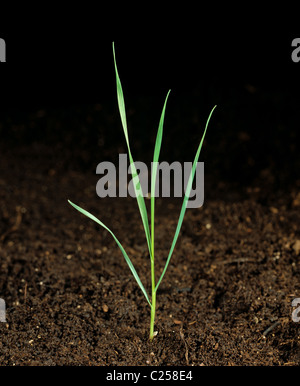 Timothy (Phleum pratense) seedling grass weed with four leaves Stock Photo