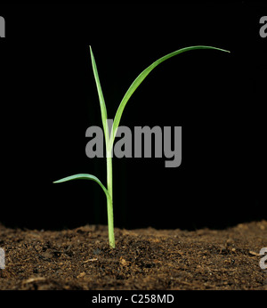 Giant foxtail (Setaria faberi) seedling grass weed Stock Photo