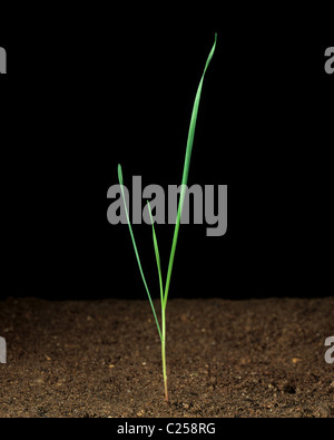 Gnawed canary grass (Phalaris paradoxa) seedling plant Stock Photo