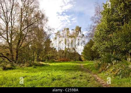 Chevin Forest Park Stock Photo