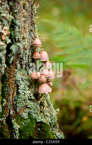 The mushrooms growing on a tree stump Stock Photo - Alamy