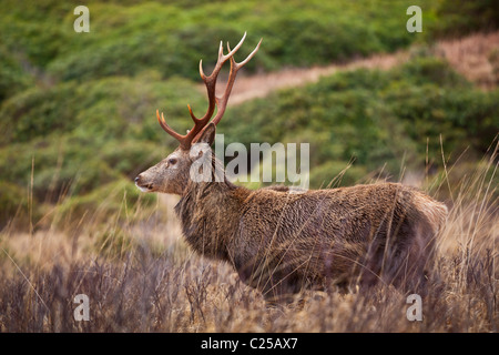 Red deer stag with antlers Glen Etive Highland Argyll Scottish highlands Scotland UK GB  Europe Stock Photo