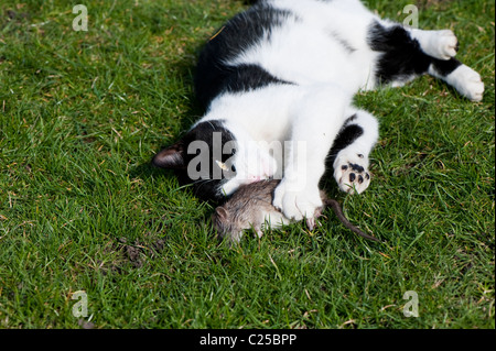 Black and white cat playing with captured rat. Stock Photo