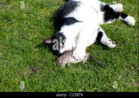 Black and white cat playing with captured rat. Stock Photo