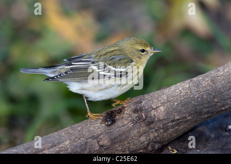 Male Blackpoll Warbler (Dendroica striata) in non-breeding plumage in New York City's Central Park Stock Photo