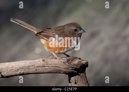 Female Eastern Towhee (Pipilo erythrophthalmus) perched on a branch in New York City's Central Park Stock Photo