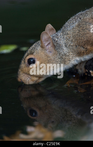 Eastern Gray Squirrel (Sciurus carolinensis) taking a drink from a pool in New York City's Central Park Stock Photo