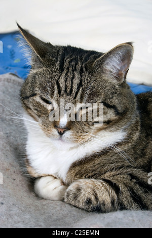 tabby cat falling asleep Stock Photo