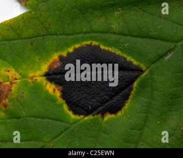 Tar Spot Fungus (Rhytisma acerinum) on Sycamore leaf. Close-up Stock Photo