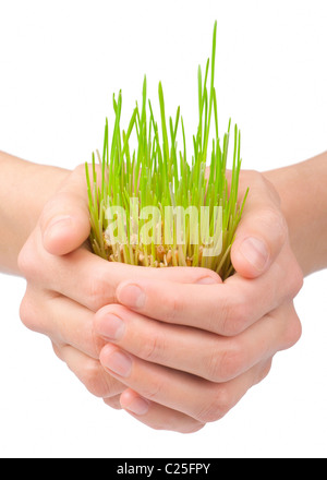 Green grass in woman's hands on white background Stock Photo