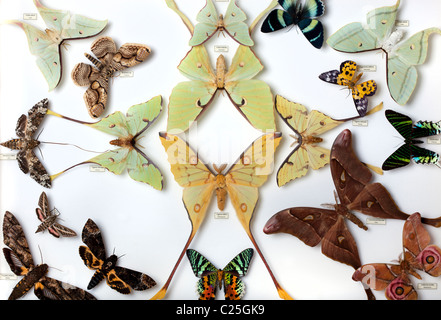Display of moth collection Stock Photo
