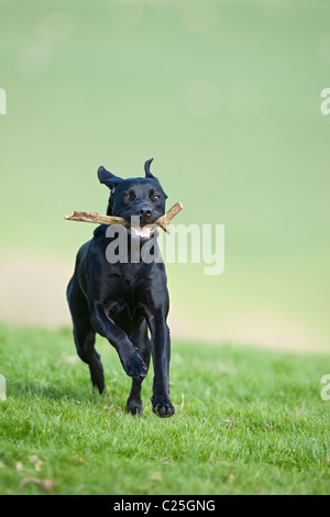 Black Dog running across a field towards camera, England Stock Photo