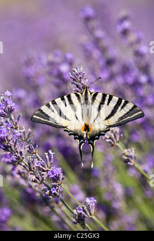 Scarce swallowtail butterfly (Iphiclides podalirius) feeding on lavender, Provence, France Stock Photo