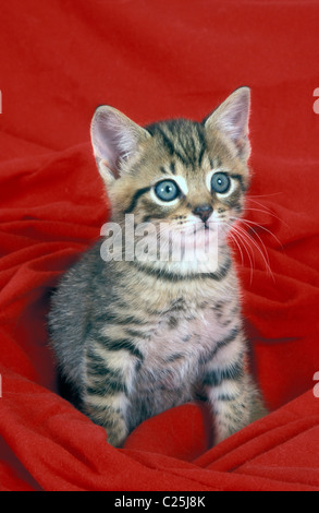 tabby kitten on red blanket Stock Photo