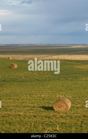 Round hay bails in a West Sussex farm field during Summer Stock Photo ...