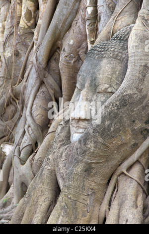 Buddha Head Surrounded by Tree Roots at Wat Mahathat in Ayutthaya, Thailand Stock Photo