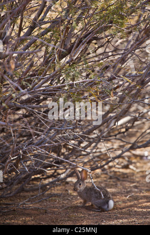 A Desert Cottontail rabbit (Sylvilagus audubonii) at the Sonny Bono Salton Sea National Wildlife Refuge, CA. Stock Photo