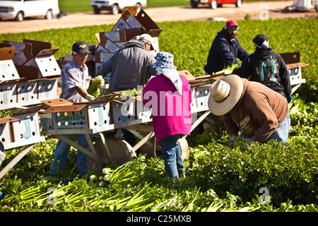 Mexican agriculture workers harvest celery in the Imperial Valley Niland, CA. Stock Photo