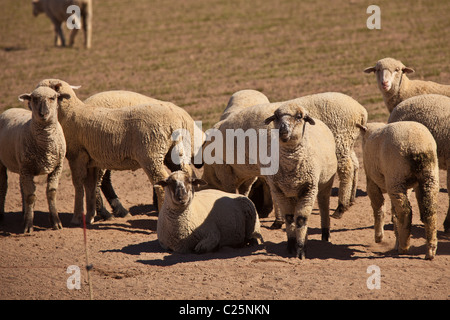 Sheep graze in the Imperial Valley Niland, CA. Stock Photo