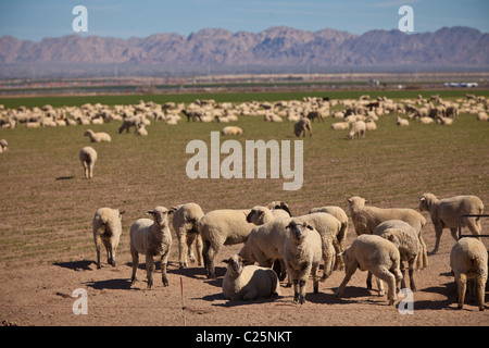 Sheep graze in the Imperial Valley Niland, CA. Stock Photo