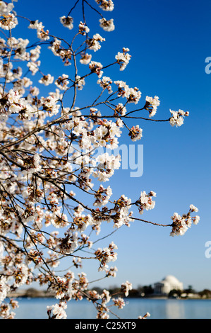 WASHINGTON DC, USA - A close-up shot of the Cherry Blossoms during peak bloom around the Tidal Basin in Washington DC against a clear blue sky. In the background, at bottom right of frame, is the Jefferson Memorial. Stock Photo