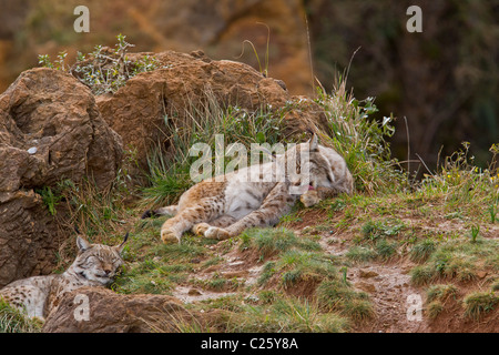 Two eurasian lynxes in a wild life park Stock Photo