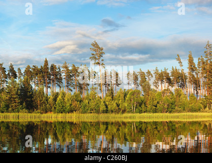 Evening summer lake with a pine forest on coast Stock Photo