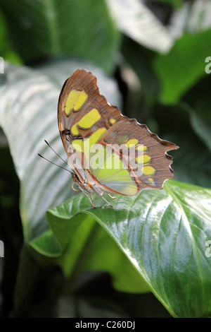 Siproeta stelenes commonly known as Malachite Butterfly in Wisley glasshouse Surrey England UK Stock Photo