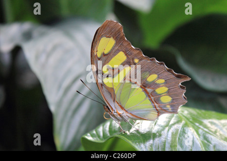 Siproeta stelenes commonly known as Malachite Butterfly in Wisley glasshouse Surrey England UK Stock Photo