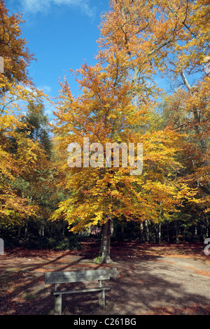 Autum colours in Black Park Country Park, Wexham, UK. Stock Photo