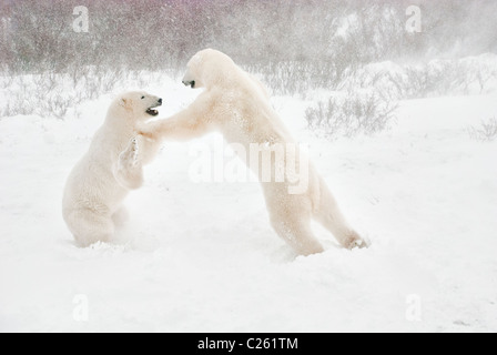 Polar Bears, Ursus maritimus, play fighting, Wapusk National Park, near Hudson Bay, Cape Churchill, Manitoba, Canada Stock Photo