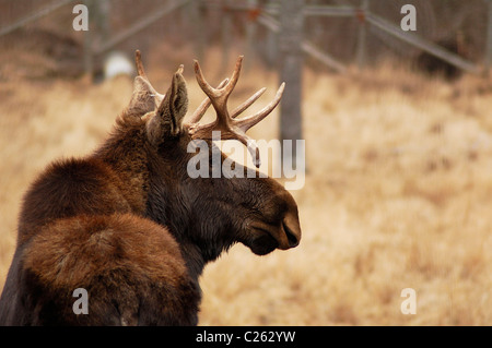 Young bull moose Stock Photo