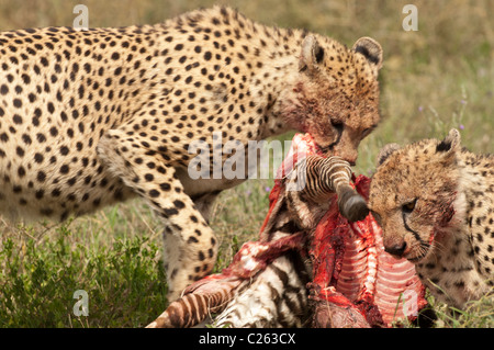 Stock photo of two cheetahs eating a zebra calf. Stock Photo