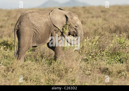 Stock photo of a baby elephant swinging around vegetation. Stock Photo