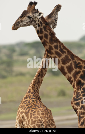 Stock photo of two masai giraffe displaying breeding behavior with their necks. Stock Photo
