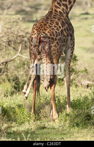 Stock photo of a giraffe calf being stillborn. Stock Photo